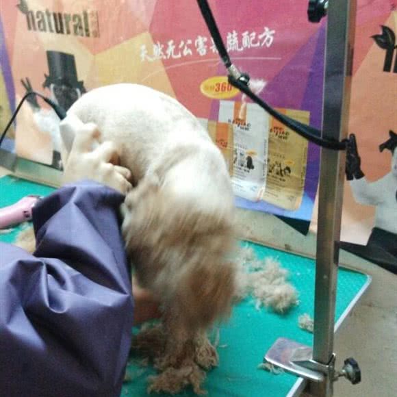 爱道阁宠物会馆:吉林市昌邑区天津街附近