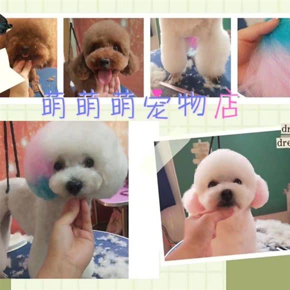 萌萌萌宠物店:四平市铁东区星缘圣府附近