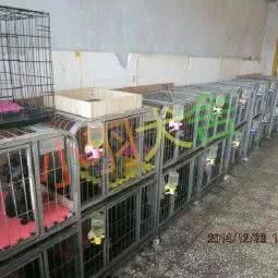 小羽犬舍泰迪比熊专卖:松原市宁江区团结街物资局商圈附近
