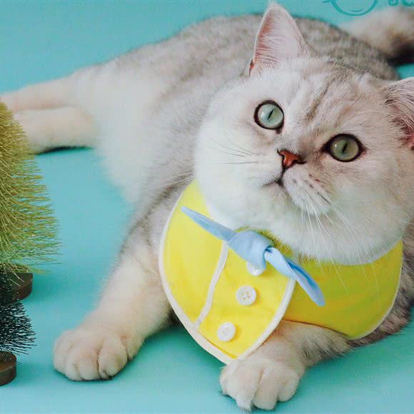 Oscat奥斯卡猫·猫舍(未来假日花园店):北京城区丰台区草桥/公益西桥附近