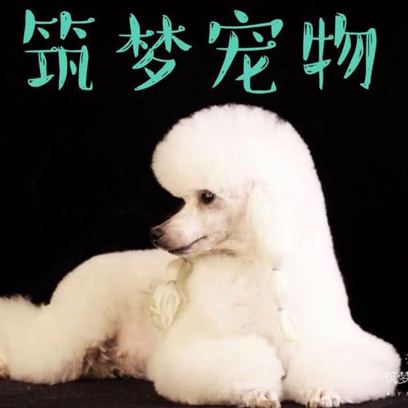 筑梦狗狗:哈尔滨市道里区新阳路附近