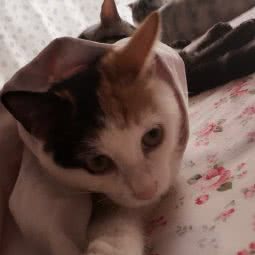 猫咪之家家庭宠物寄养:北京城区西城区广外大街附近