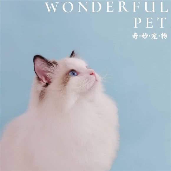 奇妙宠物:哈尔滨市道里区群力地区附近