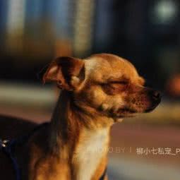 柳小七私宠:哈尔滨市南岗区学府路/凯德广场附近