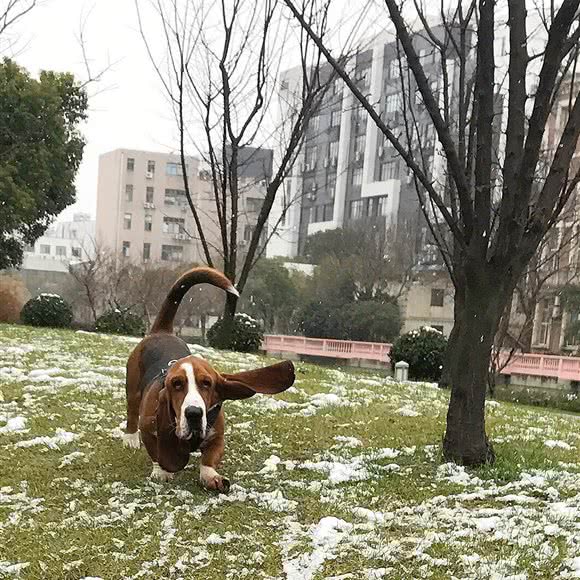 喜爱小宠家庭寄养:哈尔滨市南岗区哈工大/教化广场附近