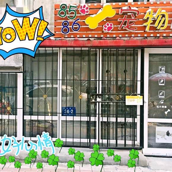 8586宠物店:哈尔滨市南岗区哈工大/教化广场附近