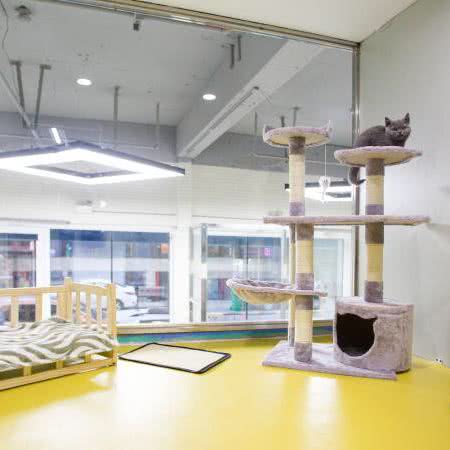 科科爱宠生活馆(哈西度假中心店):哈尔滨市南岗区哈西大街附近