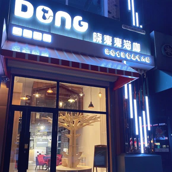 Dong·晓東東猫咖:哈尔滨市南岗区哈西大街附近