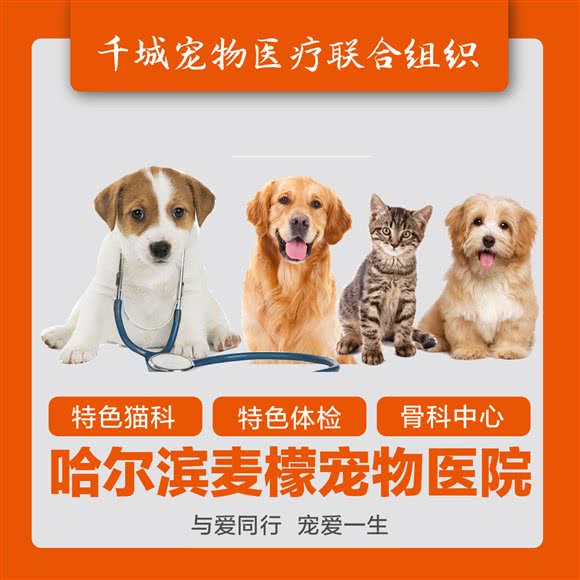 哈尔滨柯檬宠物医院:哈尔滨市南岗区哈西大街附近