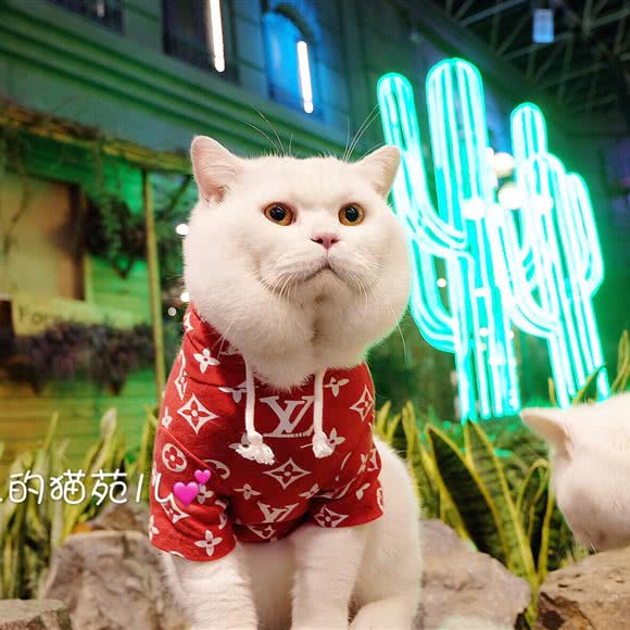 大蜜儿的宠物店:哈尔滨市南岗区果戈里/革新街附近