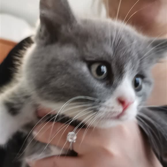 喵小猫·猫舍:哈尔滨市南岗区果戈里/革新街附近