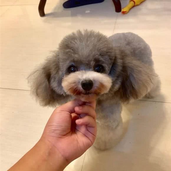 圣宠宠物(三合路店):哈尔滨市香坊区三大动力/三合路附近