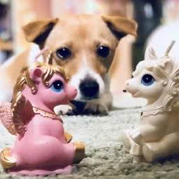 哆啦H梦私宠会馆:哈尔滨市香坊区三大动力/三合路附近