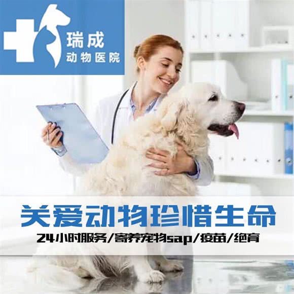 北京瑞成动物医院24小时:北京城区西城区广外大街附近
