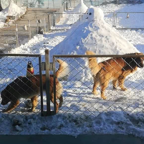 伍号墅屋宠物寄养:哈尔滨市呼兰区南京路附近