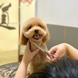 潘潘宠物生活:哈尔滨市依兰县依兰县附近