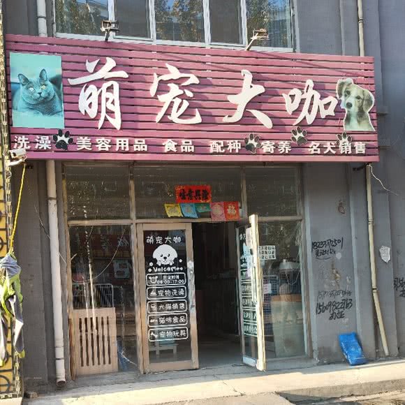 萌宠大咖:哈尔滨市依兰县依兰县附近