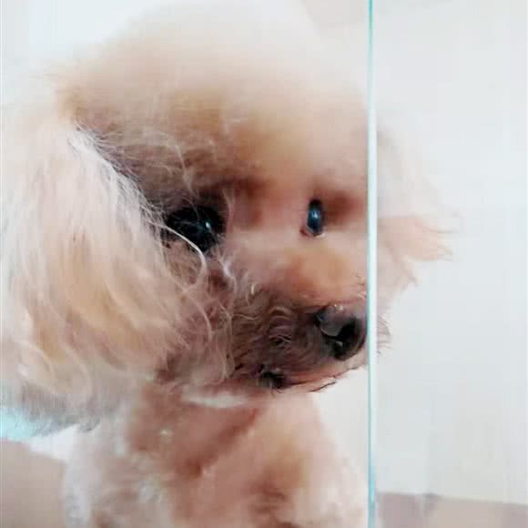 doghome 宠物寄养:北京城区石景山区鲁谷附近