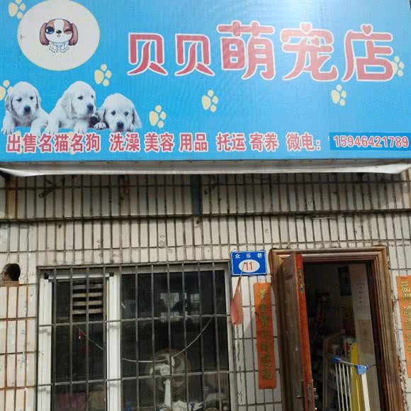 贝贝萌宠店:七台河市桃山区同仁路附近