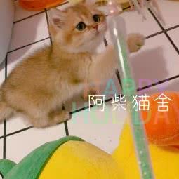 阿柴猫舍:牡丹江市爱民区新华路附近
