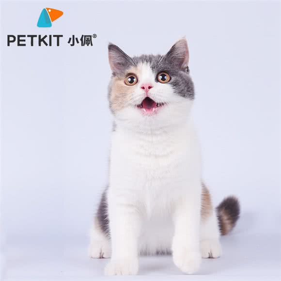 PETKIT小佩宠物·渐层·矮脚猫·加菲猫舍(建国东路店):上海城区黄浦区新天地/马当路附近