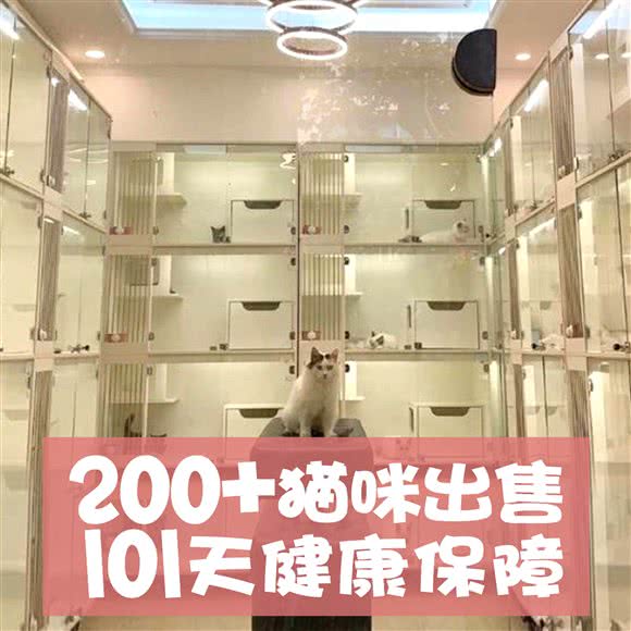 百帕·拼猫猫·布偶金渐层兔舍:上海城区黄浦区新天地/马当路附近