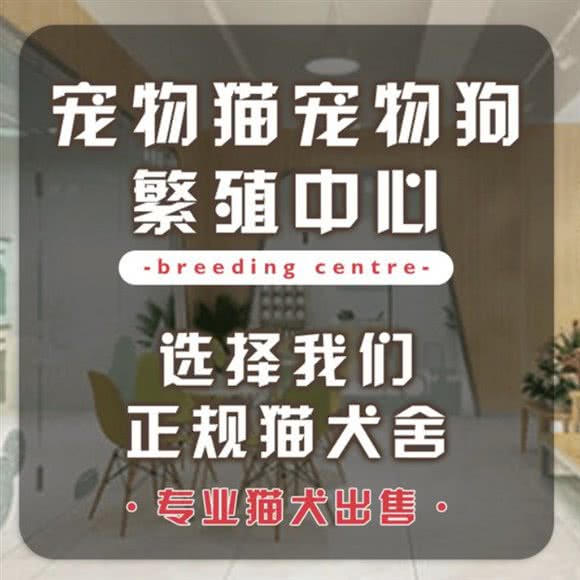 爱宠汇?猫狗专卖精品店:上海城区黄浦区新天地/马当路附近