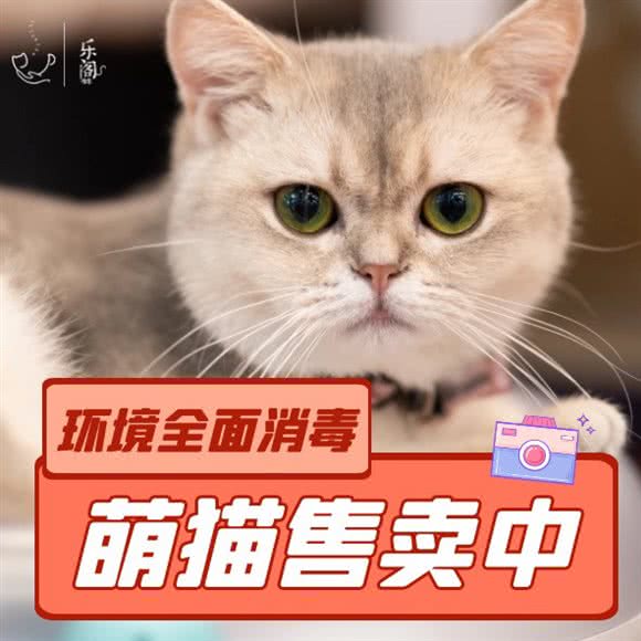 乐阁名猫·猫咖·猫咪专售:上海城区黄浦区淮海路/陕西南路附近