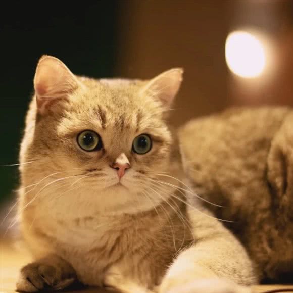 九只猫小姐猫咖·撸猫馆·猫咪生活馆:上海城区黄浦区淮海路/陕西南路附近