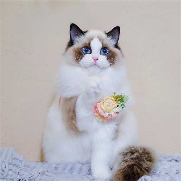 NO.5布偶猫舍 LOVE MAO 撸猫 猫美容:上海城区黄浦区淮海路/陕西南路附近