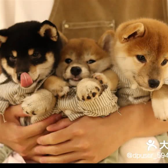 逗柴·柴犬体验撸狗狗舍:上海城区黄浦区人民广场/南京路附近