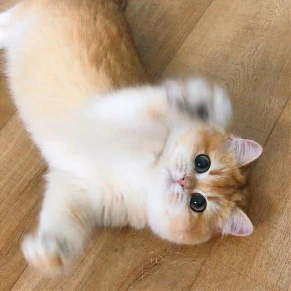 猫老先生之家 · 精品猫舍:上海城区黄浦区人民广场/南京路附近