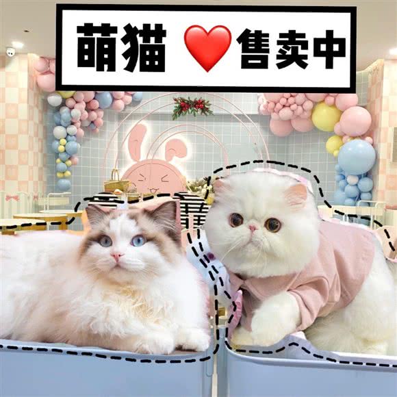 猫先生之家·撸猫馆·猫舍(香港名店街店):上海城区黄浦区人民广场/南京路附近