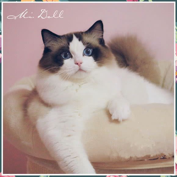 Mi.Doll布偶猫舍·布偶猫专卖:上海城区黄浦区人民广场/南京路附近