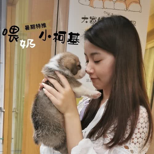 宠喵阁猫狗寄养·洗护·美容:上海城区黄浦区西藏南路/世博会馆附近