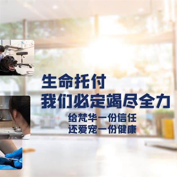 梵华宠物医院·CT·彩超·内窥镜·肿瘤热消融(世博店):上海城区黄浦区西藏南路/世博会馆附近