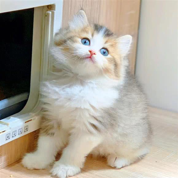 猫先生之家(泰康路店):上海城区黄浦区日月光中心广场附近