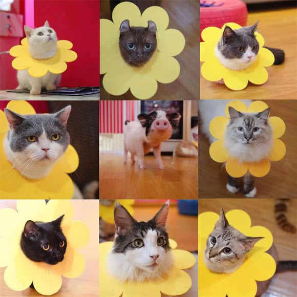 泡喵喵·猫咖·撸猫馆·桌游:上海城区徐汇区徐家汇附近