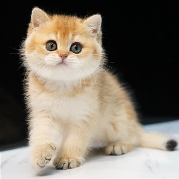 VINT诺选猫舍·智能撸猫(徐汇店):上海城区徐汇区徐家汇附近