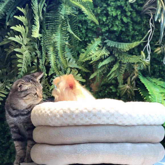 PETTIME两倍提宠物:上海城区徐汇区徐家汇附近