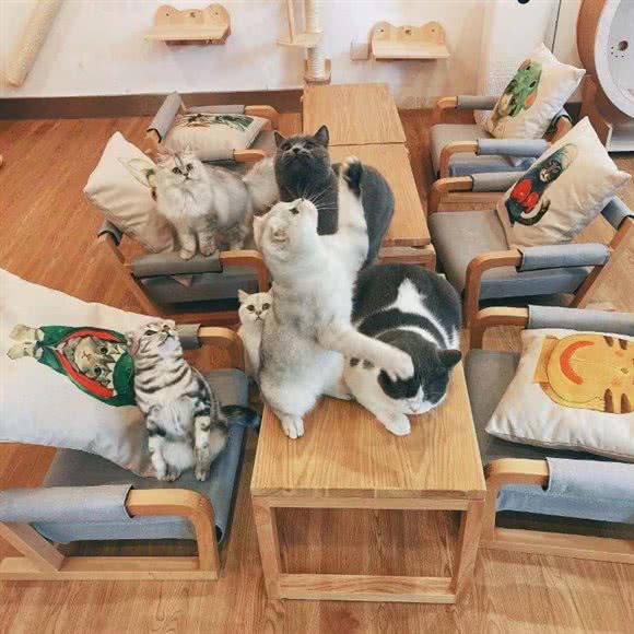 桔子宠物社·猫咖撸猫·猫舍:上海城区徐汇区漕河泾/田林附近