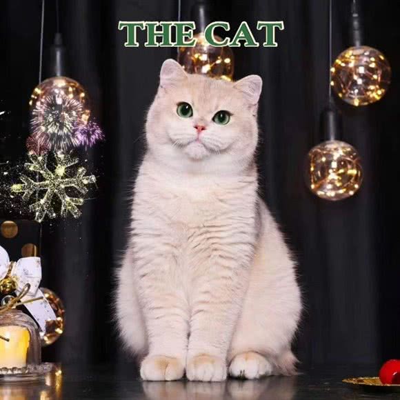 猫殿 THE CAT:上海城区徐汇区漕河泾/田林附近