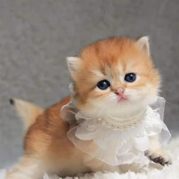 星尚名猫宠物猫舍?缅因布偶蓝金渐层猫:上海城区徐汇区漕河泾/田林附近