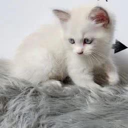 猫百万·布偶曼基康矮脚猫舍·博美俊介专卖:上海城区徐汇区龙华/西岸附近