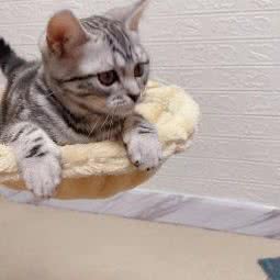 猫世家猫舍(宠物工作室):上海城区徐汇区上海南站附近