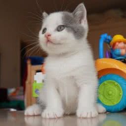 miyating猫舍:上海城区徐汇区上海南站附近