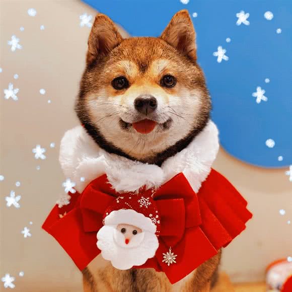 柴喵双全·狗咖猫咖·日本豆柴柴犬专卖:上海城区静安区南京西路附近