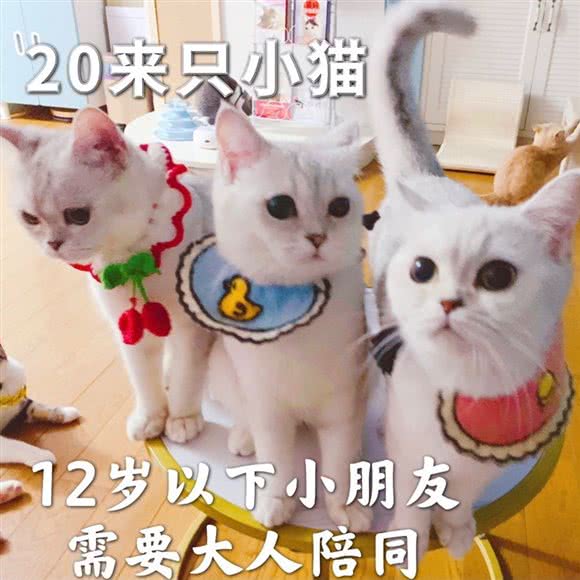 滨盛萌萌·撸猫馆·猫咖馆:上海城区静安区南京西路附近