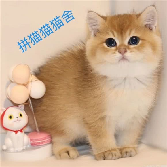 拼猫猫·英短金渐层 布偶矮脚猫舍(南京西路店):上海城区静安区南京西路附近