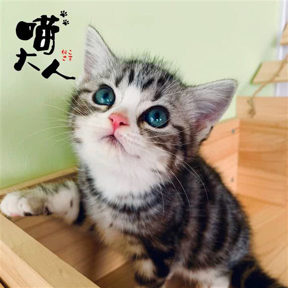 喵大人·猫舍:上海城区静安区南京西路附近